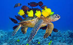 Amazing Turtle And Fish High Resolution Wallpaper New Desktop Background Photos Download Free Jpg 1920 1200 Green Sea Turtle Animals Turtle Wallpaper