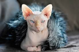 5 Tuysuz Kedi Cinsi Miyavliyo