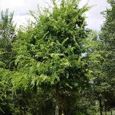 Image result for Celtis sinensis