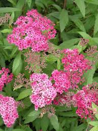 Image result for Spiraea bumalda