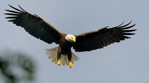 The eagles are an american rock band that was formed in los angeles, california, during the early 1970s. Species Spotlight Bald Eagles Mass Gov