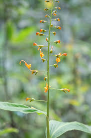 Image result for Globba