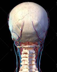 Skull reshaping is done on any of the structures that lie above the face. Skull Back View Stock Photos Offset