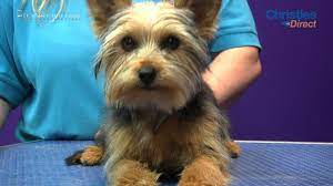 Grooming Guide Yorkshire Terrier Puppy Trim Pro Groomer Youtube
