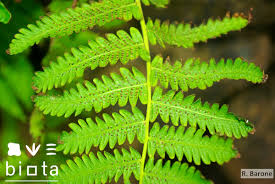 Image result for Christella dentata