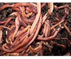 Image result for Red Wigglers