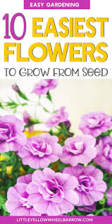 You can start growing flower seeds indoors, in a planter, or outside in your garden or flower bed. 10 Easy Flowers To Grow From Seeds