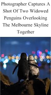 He was told that the two penguins had st kilda pier in melbourne has a colony of around 1,400 fairy penguins, the smallest penguin. Photographer Captures A Shot Of Two Widowed Penguins Overlooking The Melbourne Skyline Together Melbourne Skyline Melbourne Penguins