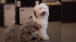 Maybe you would like to learn more about one of these? Sheepadoodle Meet One Of The Most Adored Doodles Barking Royalty