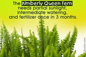 How to care for ferns. Truly Helpful Tips To Take Care Of Kimberly Queen Ferns Gardenerdy