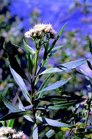 Image result for Boscia salicifolia
