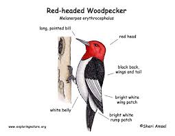 Ontario Bird Red Head Brown Body Woodpecker Red Headed Exploring Nature Educational Resource Woodpecker Art Woodpecker Unique Art