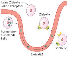 Hormone Kommunikation Mit Botenstoffen