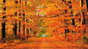 Free Download Fall Pictures 1080p Fall Wallpaper Fall Background Fall Pictures
