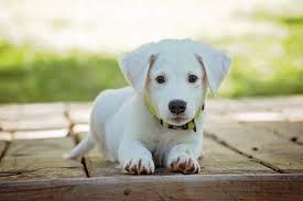 Puppies need more than one shot to develop the immunity they need to resist doggy diseases. When Can Puppies Go Outside Guide To Walking Puppies