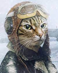 cat pilot photo manipulation gatos bonitos gatos gatitos lindos