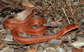 Black And Orange Striped Snake Florida Mangrove Salt Marsh Watersnake Nerodia Clarkii Compressicauda Salt Marsh Mangrove Marsh