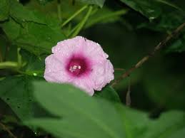 Image result for Ipomoea mauritiana