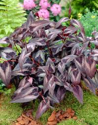 Image result for Persicaria