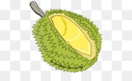 Corona de flores, durian belanda png clipart. Durian Png Free Download Durian Artocarpeae Fruit