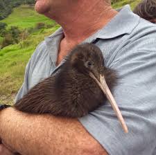 Da gibt es jedoch noch viel mehr! Whangarei Kiwis Sind Auch Vogel
