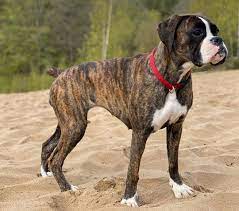 10 Things You Should Know About Brindle Boxers Ned Hardy