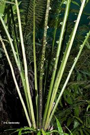 Image result for Pneumatopteris