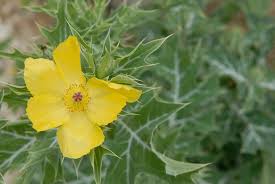 Image result for Argemone mexicana