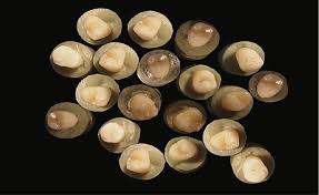 Research Article Quantitative Measurements of the Depth of Enamel  Demineralization before and after Bleach: An In Vitro Study