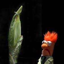 August 14 2015 Titan Arum Fast Growing Plants Corpse Flower