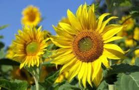 Image result for Crassocephalum vitellinum