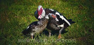 Whereas a pekin takes 28 days to hatch and a muscovy takes 35 days, a mule or hinny takes 32 days to hatch. 10 Effective Ways To Sex Your Muscovy Duck With Pictures Raising Ducks