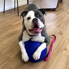 Order your unique guide today! Instinct Expertise Life Skills Manners Dog Behavior Training