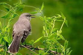 Birds Of Northern Illinois Sounds From Northern Mockingbird Markings To How They Mimic Sounds We Cover The Basics Of Northern Mockingbirds And How To A Backyard Birds Bird Species Nature Birds
