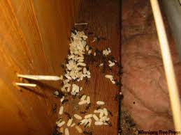 It is sometimes necessary for a professional pest management applicator to drill small. Ask The Inspector Ants Can Destroy Walls From The Inside Winnipeg Free Press Homes