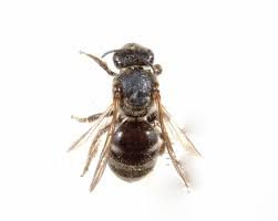 We did not find results for: White Banded Bees The Australian Museum