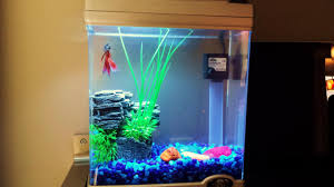 Known for their vivid colors and spectacular fins, bettas deserve a quality home. Betta Tank Setup Cool Idea Youtube