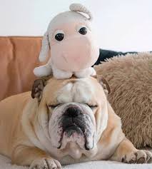The Great British Bulldog On Instagram Mister Booba Bulldog To Feature Your Bulldog Shareabu In 2020 Bulldog British Bulldog Old English Bulldog