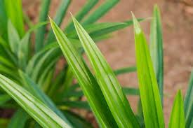 Daun pandan juga sering dikaitkan dengan berbagai macam manfaat dari. Harum Ini 13 Manfaat Daun Pandan Untuk Kesehatan Dan Kecantikan Orami
