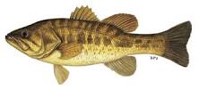 Bass - Guide to Flyfishing in Southern Africa