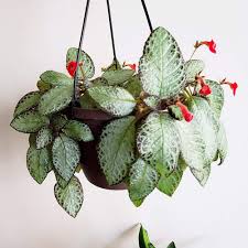 Image result for Episcia
