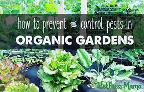 The top 4 organic pest control. Garden Pest Control Prevention Natural Options Wellness Mama