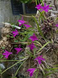 Image result for Embelia libeniana