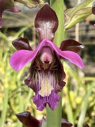 Image result for Eulophia horsfallii