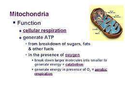 Check spelling or type a new query. The Cell Mitochondria Chloroplasts Ppt 2 Part I