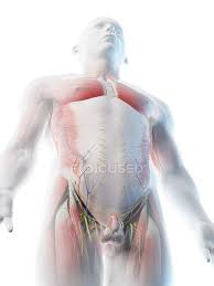 I still learn about anatomy too. Male Upper Body Anatomy And Musculature Computer Illustration Vessels Blood Vessels Stock Photo 308610082
