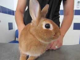 Presentation Du Lapin Fiches Conseils