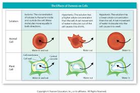 Placing an animal cell in a hypotonic solution will cause water to _____. Material Movement And Transport Reading Docx