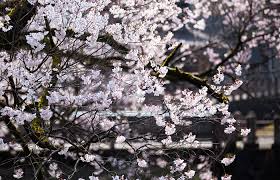 2021年05月06日 13:44:21 星期四, powered by t2u system ]. é£›é¨¨ã®æ¡œ ã‚ã'ã¦ã³ã£ãã‚Š åœ°å…ƒæƒ…å ± é£›é¨¨ã®ãŸã°ã‚‹ç®±