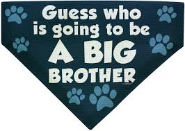 We did not find results for: Amazon Com Pregnancy Announcement Guess Who Big Brother Large Dog Bandanna Scarf Dogs Bib Blue Pet Supplies